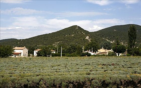 薰衣草,培育,薰衣草种植区,靠近,普罗旺斯,法国,欧洲