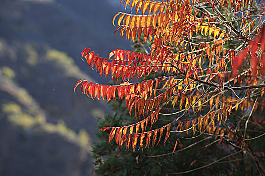 房山花台