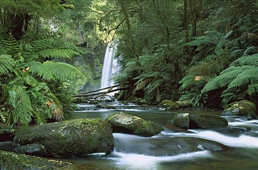 流动,雨林,奥特韦国家公园,维多利亚,澳大利亚