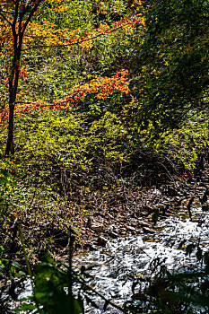 金秋十月的吉林蛟河红叶谷红叶景观