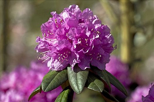 花,卡罗莱纳州,杜鹃花,杜鹃花属植物,培育品种