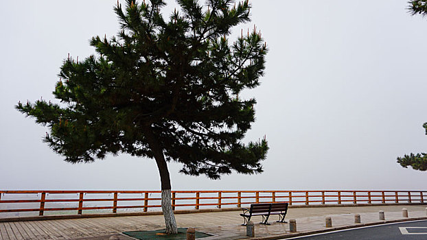 大雾天海滨栈道的一树一椅