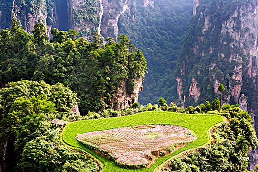 湖南,张家界,峰林,水田