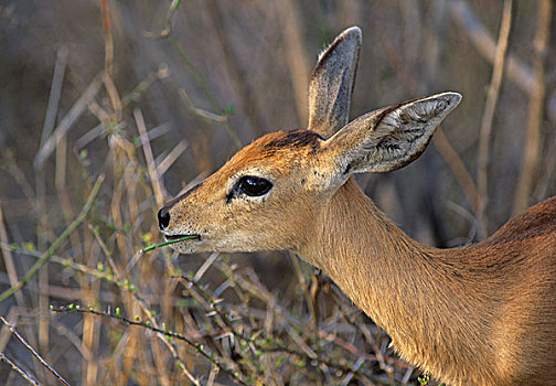 小岩羚,浏览,克鲁格国家公园,南非,非洲