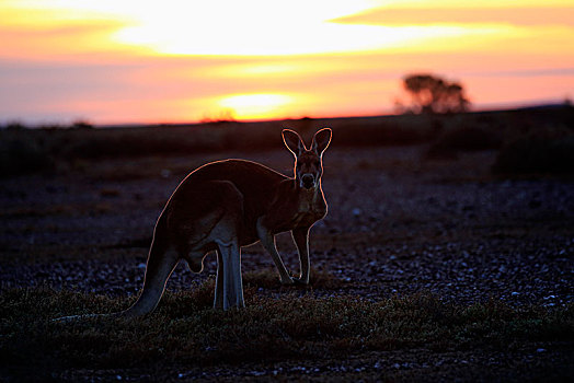 红袋鼠,成年,雄性,日出,国家公园,新南威尔士,澳大利亚,大洋洲