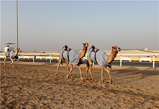 传统,赛骆驼,多哈,卡塔尔,中东