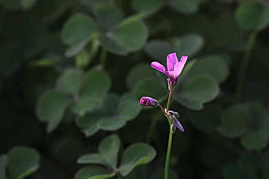 红花酢浆草