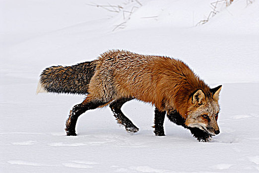 红狐,狐属,寻找,食物,雪地,明尼苏达,美国