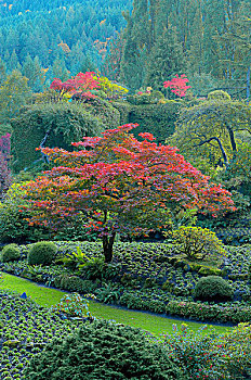 秋色,宝翠花园,温哥华岛,不列颠哥伦比亚省,加拿大