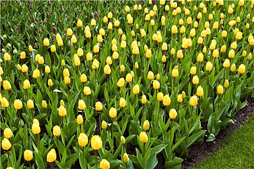 黄色,郁金香,库肯霍夫公园,花园,荷兰