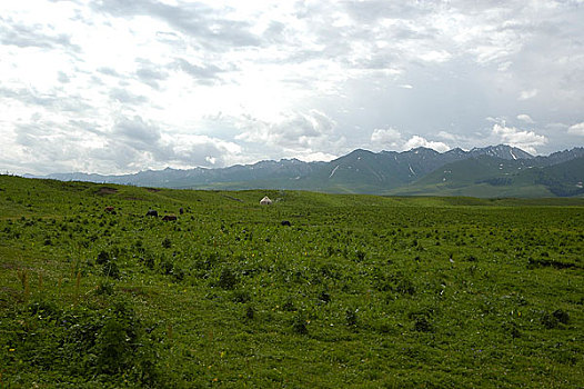新疆伊犁那拉提草原风光