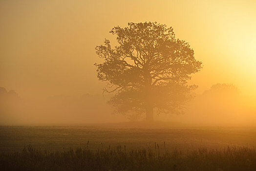 孤单,橡树,早晨,雾,草地,风景,日出,萨克森安哈尔特,德国,欧洲