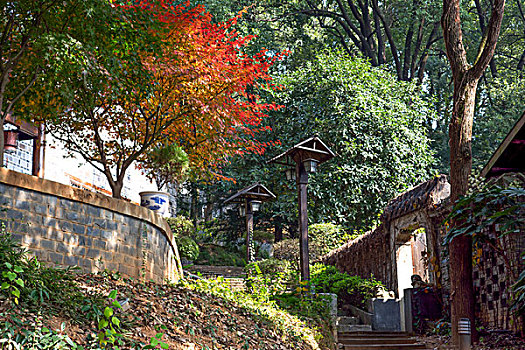 多彩枫叶,缤纷秋叶