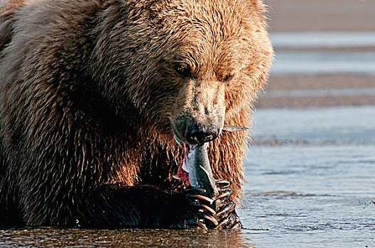 大灰熊,棕熊,鱼肉,爪,阿拉斯加,美国