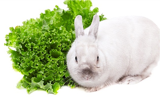 白色,兔子,吃,蔬菜沙拉