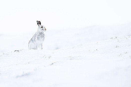 雪兔,雪地,冬季外套,国家公园,苏格兰高地,苏格兰,英国,欧洲