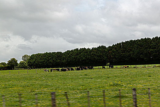 新西兰牧场
