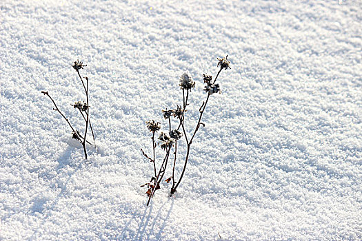 冬季,雪,影