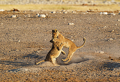 狮子,两个,玩耍,幼兽,靠近,水坑,埃托沙国家公园,纳米比亚,非洲
