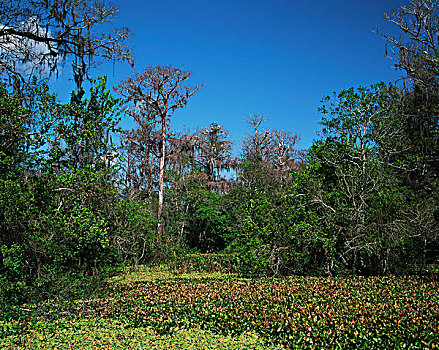 美国,佛罗里达,保护区,木头,鹳,濒危物种,大幅,尺寸