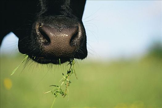 母牛,吃草