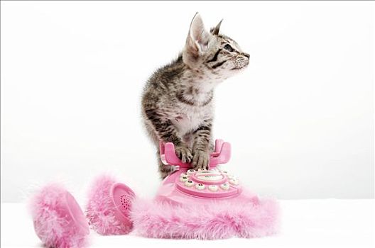 小猫,粉色,电话