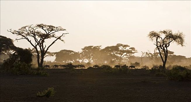 肯尼亚,安伯塞利国家公园,牧群,角马,踢,向上,灰尘,头部,水,早晨
