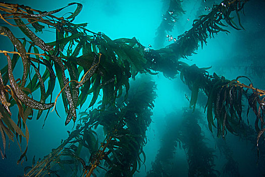 仰拍,水下视角,海藻,巨藻,下加利福尼亚州,墨西哥