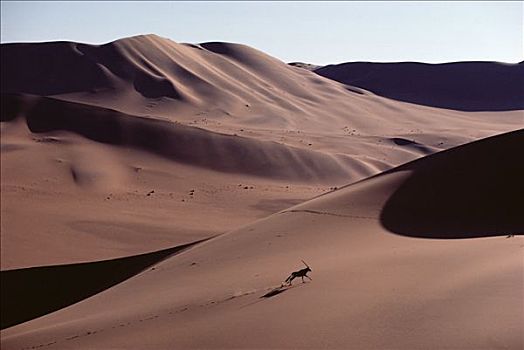 长角羚羊,羚羊,沙丘,纳米布沙漠,纳米比亚