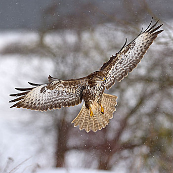 美国兀鹰,鵟,暗色,飞行,亮光,下雪,生物保护区,巴登符腾堡,德国,欧洲