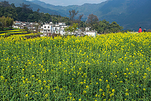 婺源江岭油菜花