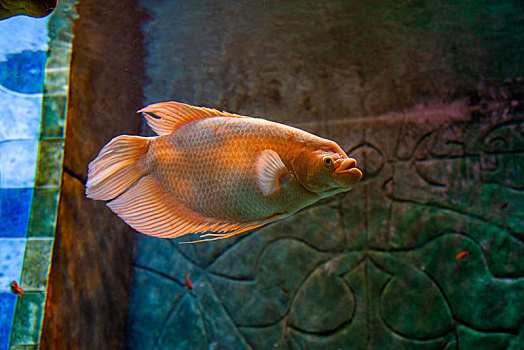 阿联酋迪拜棕榈岛,失落的空间,水族馆