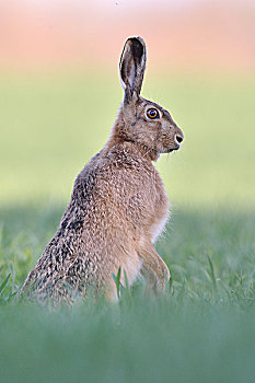 欧洲野兔,坐,麦田,萨克森安哈尔特,德国,欧洲