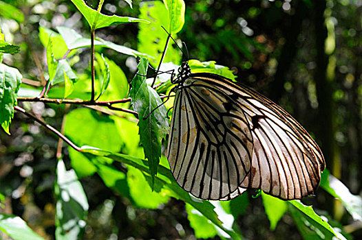 蝴蝶,苏拉威西岛,岛屿,印度尼西亚,东南亚