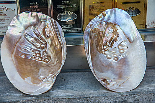 牡蛎珍珠贝