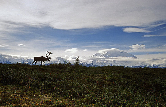 北美驯鹿,走,苔原,山,麦金利山,背景,夏天,德纳里峰国家公园,阿拉斯加