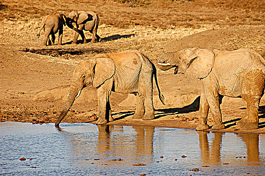 南非,西北省,禁猎区,旅游,非洲象