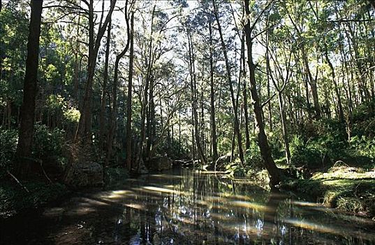 溪流,小河,树,树林,沃伦邦格尔国家公园,澳大利亚