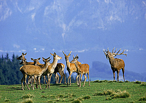 赤鹿,鹿属,鹿,成年,雄性,雌性