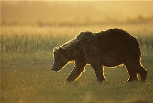 大灰熊,棕熊,走,日落,卡特麦国家公园,阿拉斯加