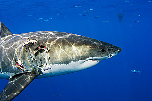 墨西哥,大白鲨,沙鲨属,撕破,瓜达卢佩岛