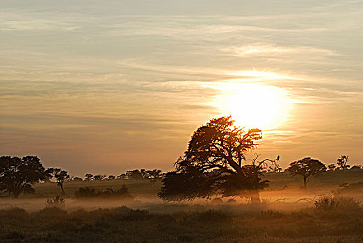 南非,卡拉哈里沙漠,卡拉哈迪大羚羊国家公园,晨雾
