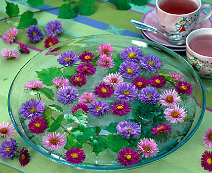 紫苑属,花