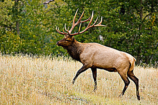 麋鹿,鹿属,鹿,发情,雄性动物,班芙国家公园,艾伯塔省,加拿大