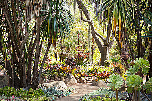 小路,棕榈树,异域风情,花园
