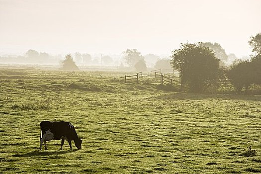 奶牛,地点,萨默塞特,英格兰
