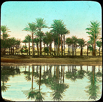 棕榈树,反射,水中,印度,迟,19世纪,早,20世纪,艺术家,未知