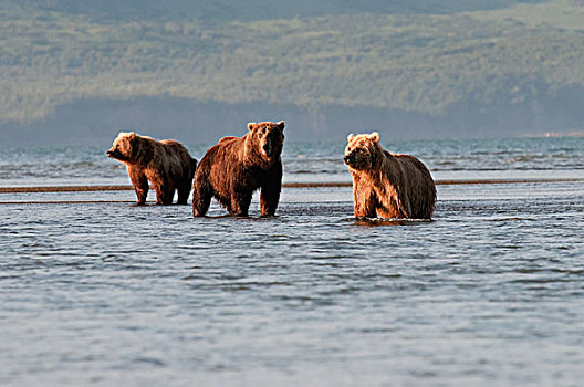 三个,大灰熊,棕熊,捕鱼,阿拉斯加,美国