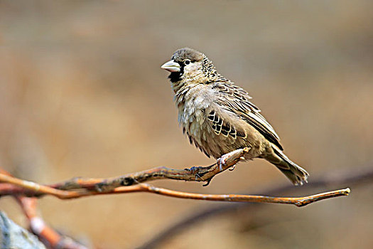 交际,织布鸟,成年,坐在树上,南非,俘获