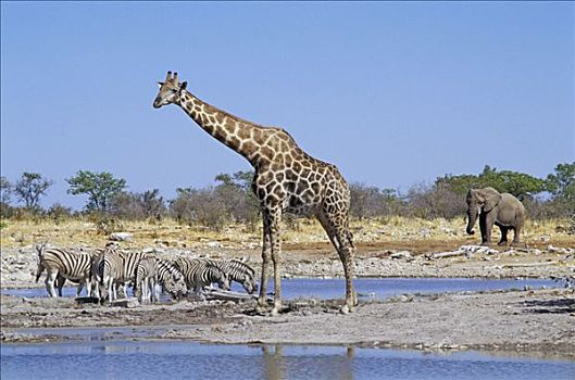 一个,长颈鹿,斑马,马,大象,水坑,埃托沙国家公园,纳米比亚